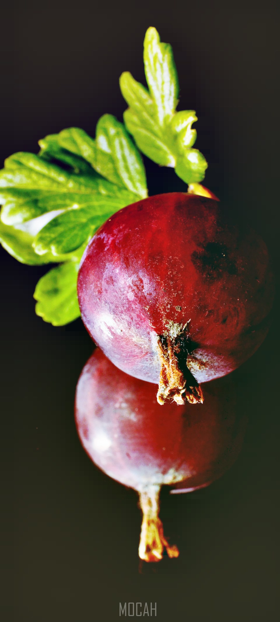 1080x2400  266194 Крыжовник осенний сад Honor 30i скачать обои 1080x2400 | Mocah.org 