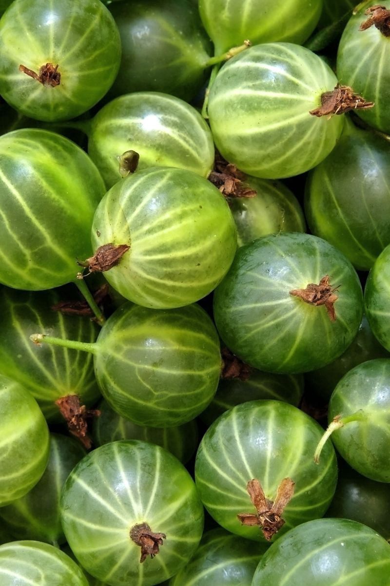 800x1200   Скачать обои 800x1200 ягоды крыжовника фон зеленый iphone 4s / 4 для параллакса hd фон