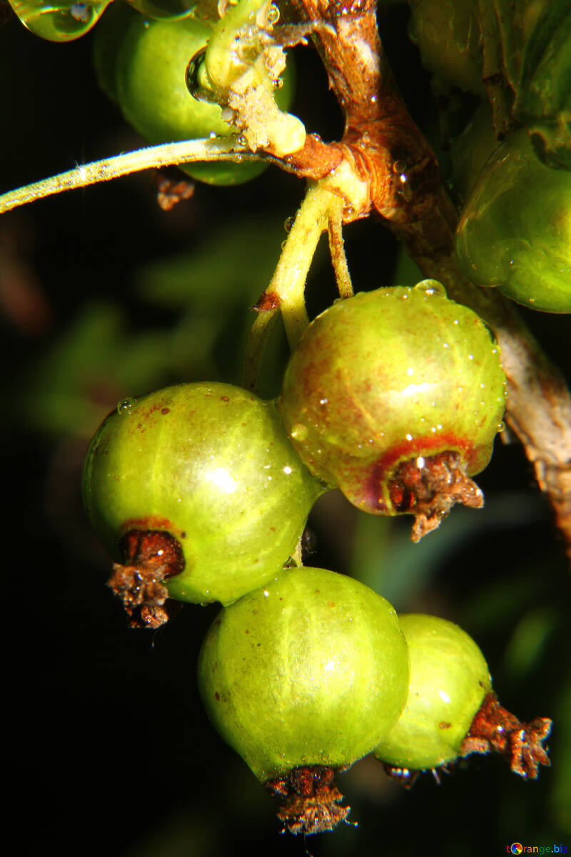 800x1200   Ягоды крыжовника куст крыжовника № 33613