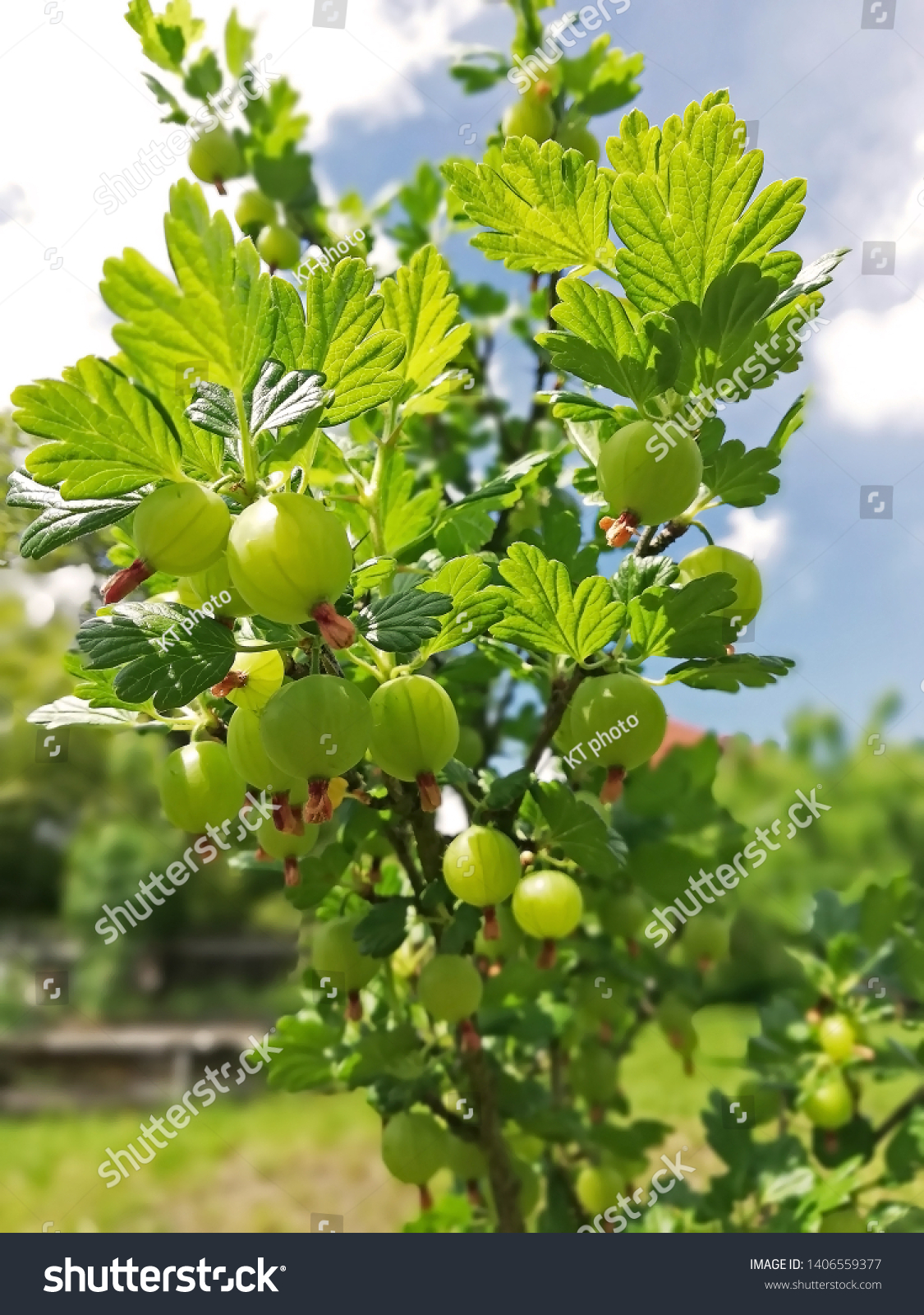 1125x1600   Спелые зеленые крыжовники висящие на кустах крыжовника Stock Photo (Edit Now) 1406559377