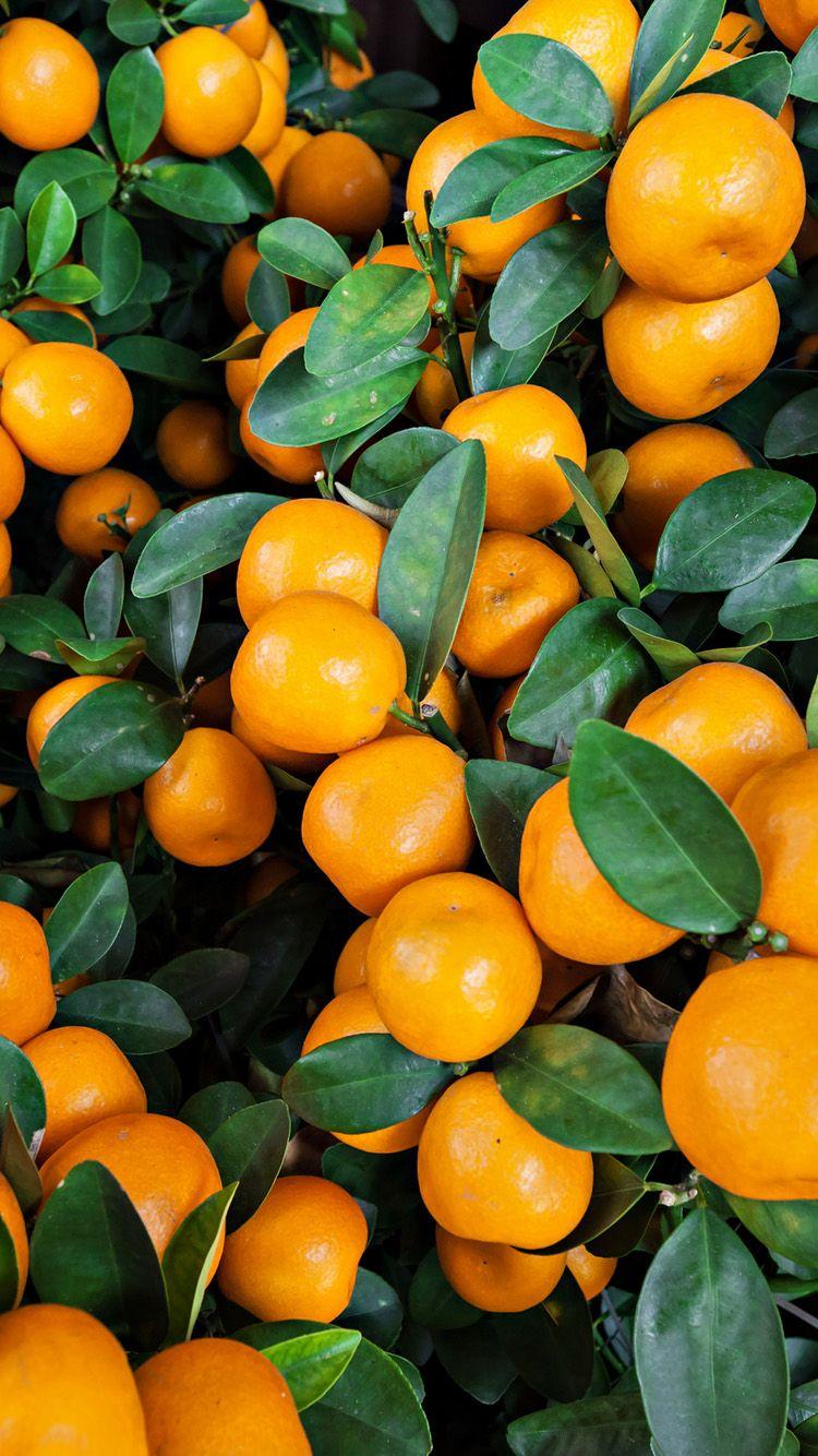 750x1334 Orange Fruit Wallpapers - Wallpaper Cave