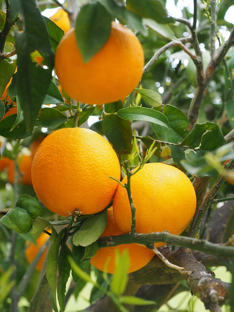 Заводной апельсин обои на телефон