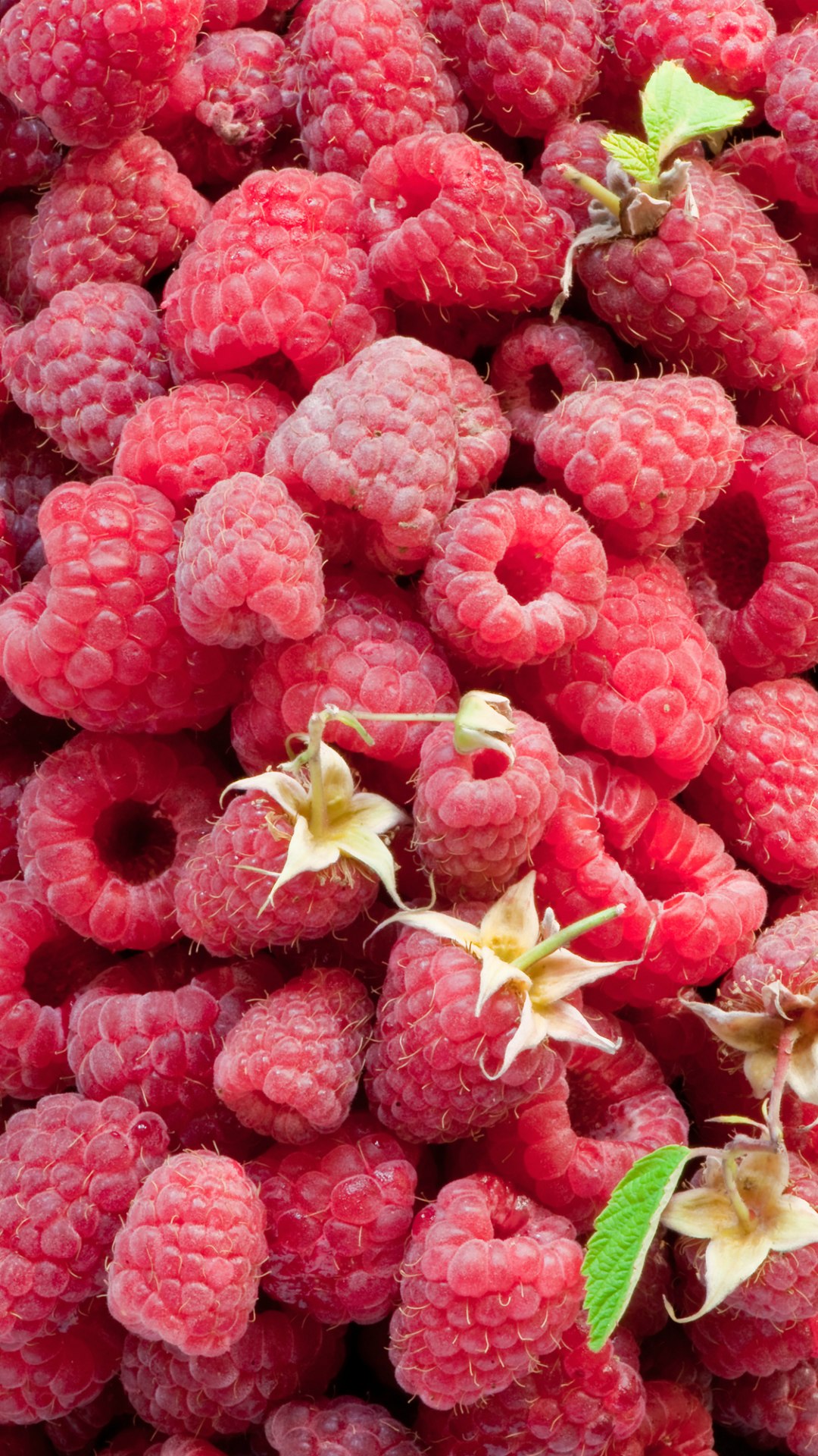 1080x1920 Raspberries Macro Ultra HD Desktop Background Wallpaper для 4K UHD TV: широкоэкранный u0026 UltraWide Desktop u0026 Ноутбук: Multi Display Dual Monitor: Tablet: Smartphone 