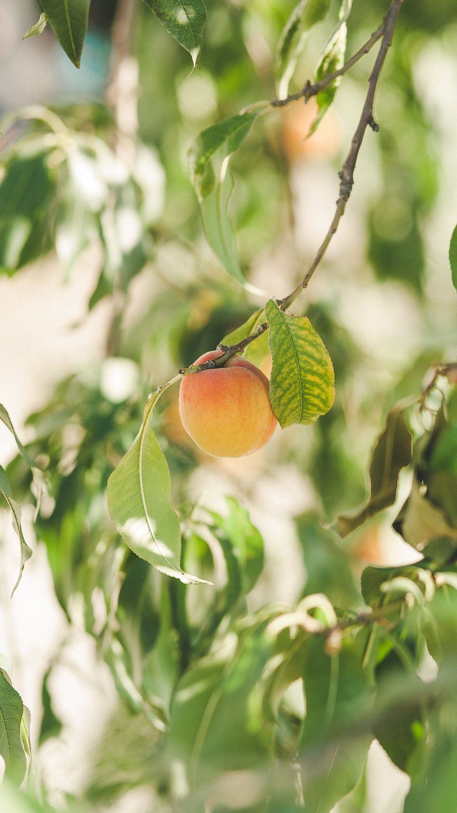 938x1668  Download wallpaper 938x1668 apricot fruits спелые желтые ветки iphone 8/7 / 6s / 6 для параллакса hd background 