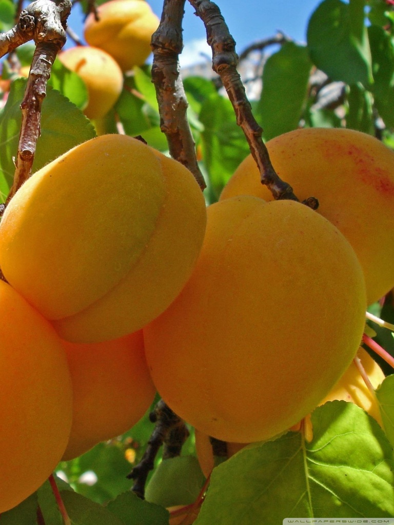 768x1024   Скачать обои 938x1668 абрикосы фрукты спелая трава iphone 8/7 / 6s / 6 для параллакса hd background
