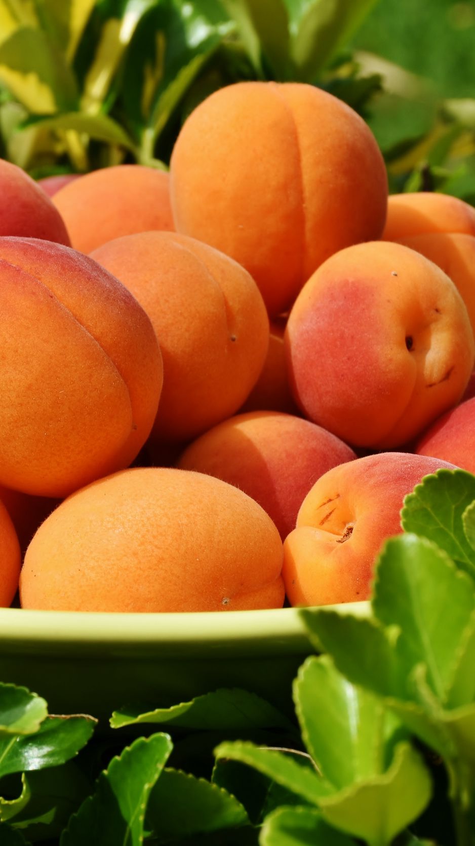 938x1668  Wallpaper - Fruit Wallpaper For Mobile (# 2060612) - HD обои \ u0026 Фоны Скачать