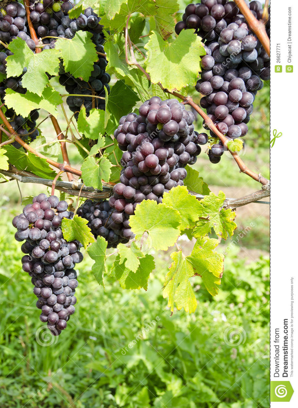951x1300   Italian Nebbiolo Red Wine Grapes On The Vine # 2 Изображение запаса - Изображение виноградной лозы: 26627771