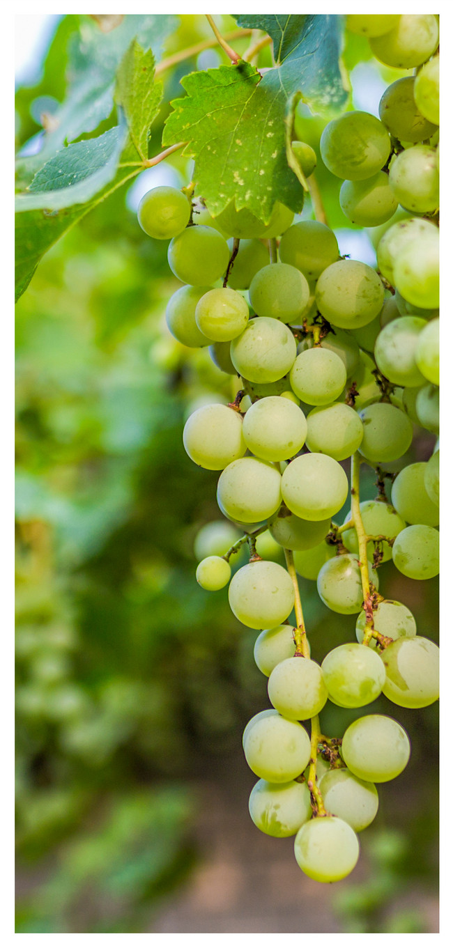 650x1361   Зеленые виноградные обои для мобильного телефона Летом фоны изображения скачать бесплатно-400479316 -Lovepik.com 