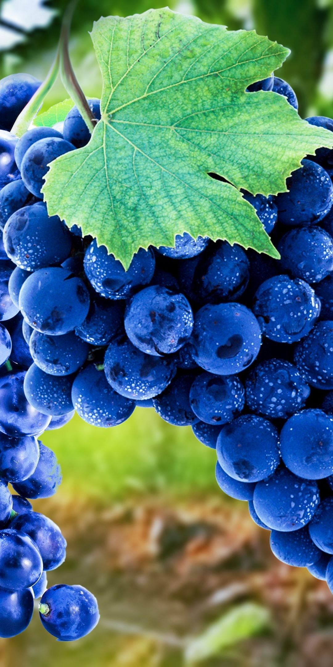 1080x2160  Grape обои - лучшие бесплатные фоны с виноградом - WallpaperAccess