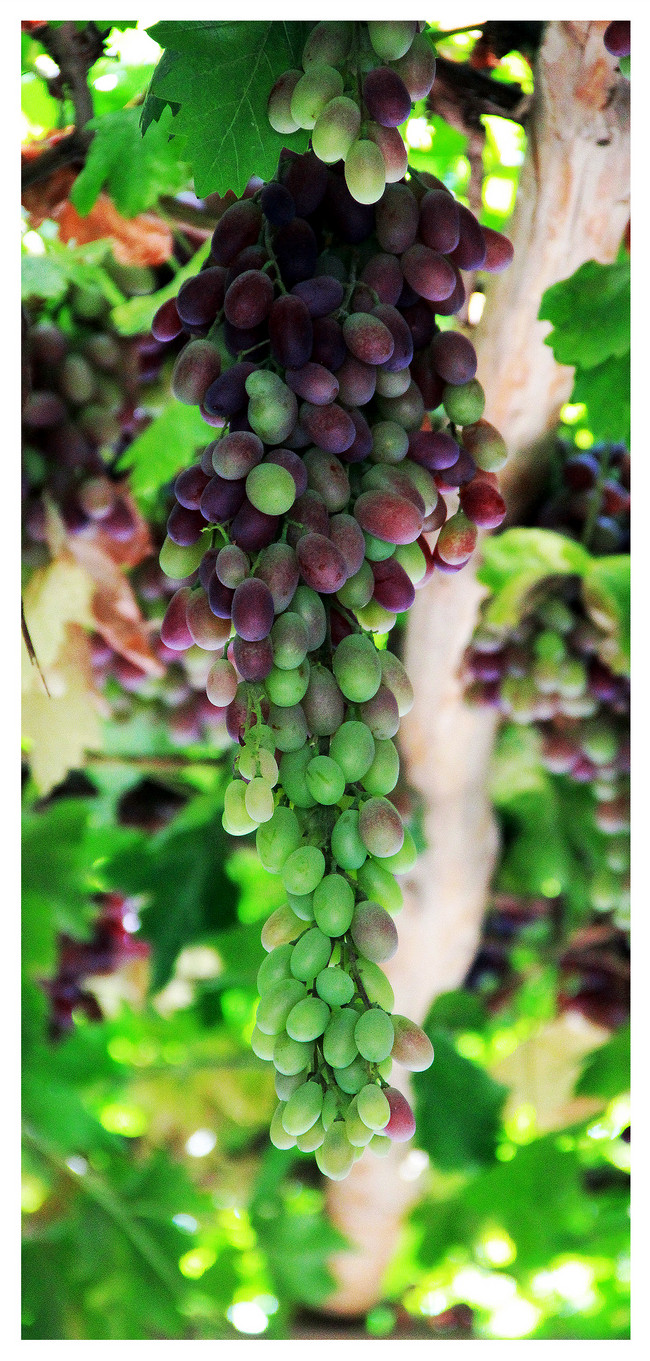 650x1361  Turpan Grape Mobile Phone Wallpaper заставки изображения бесплатно скачать-400461496 -Lovepik.com 