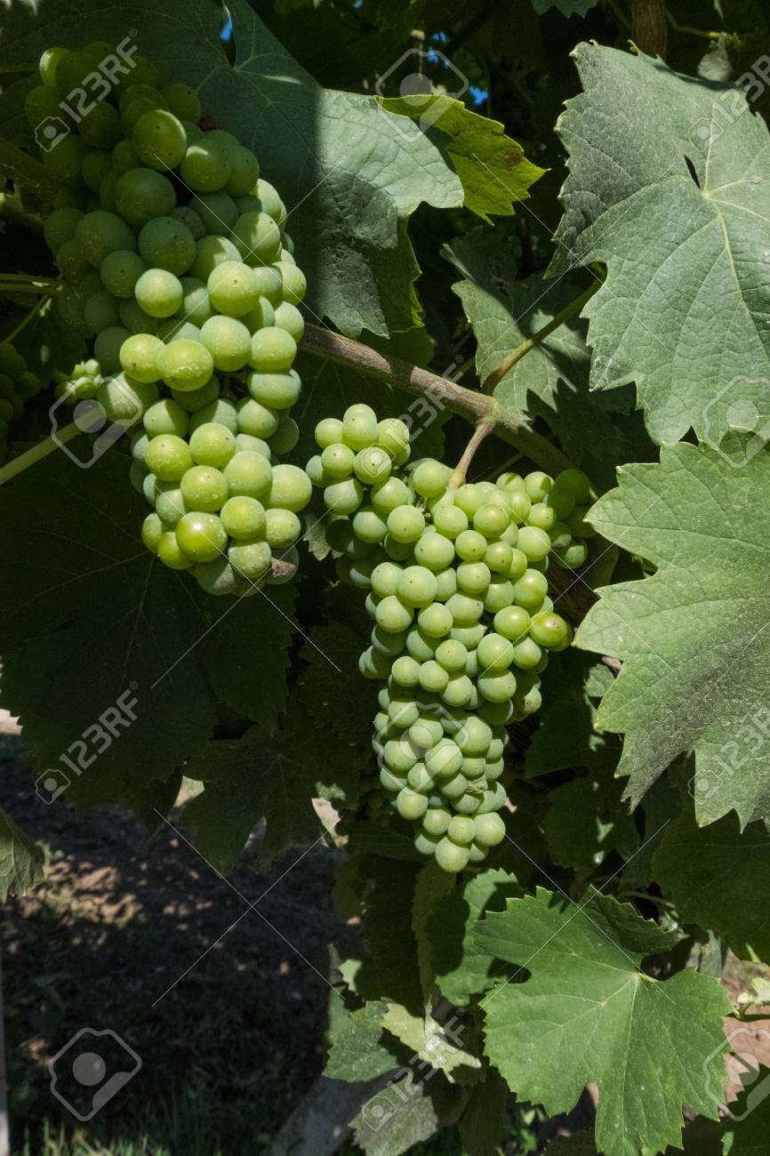 866x1300  Wallpaper Фон подробного метода выращивания зеленого винограда на белом фоне Фотография картинки, изображения и сток-фотография без роялти. Изображение 117579713 .