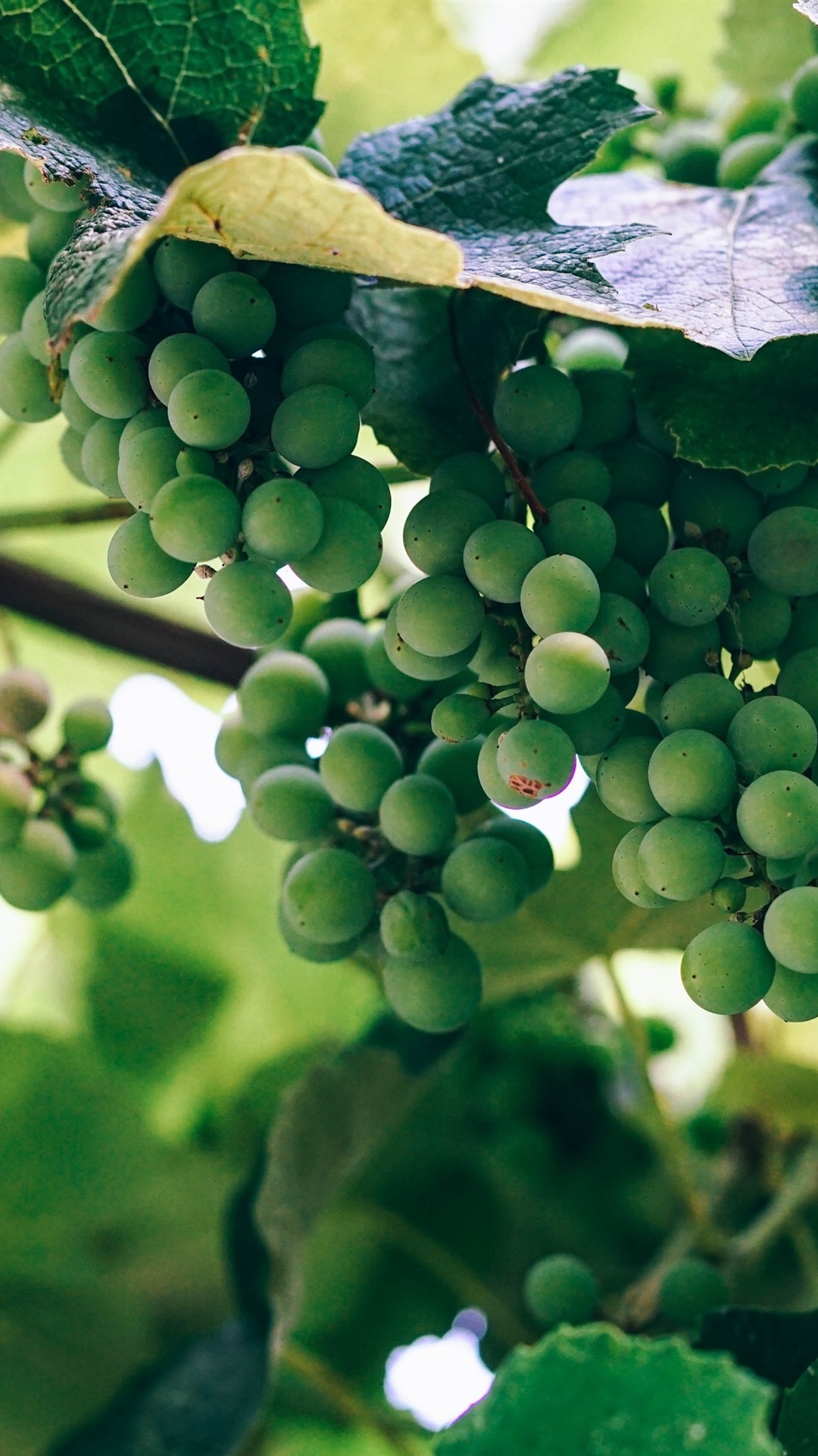 1080x1920  Зеленый виноград недозрелый 1080x1920 iPhone 8/7/6 / 6S Plus обои фон изображение