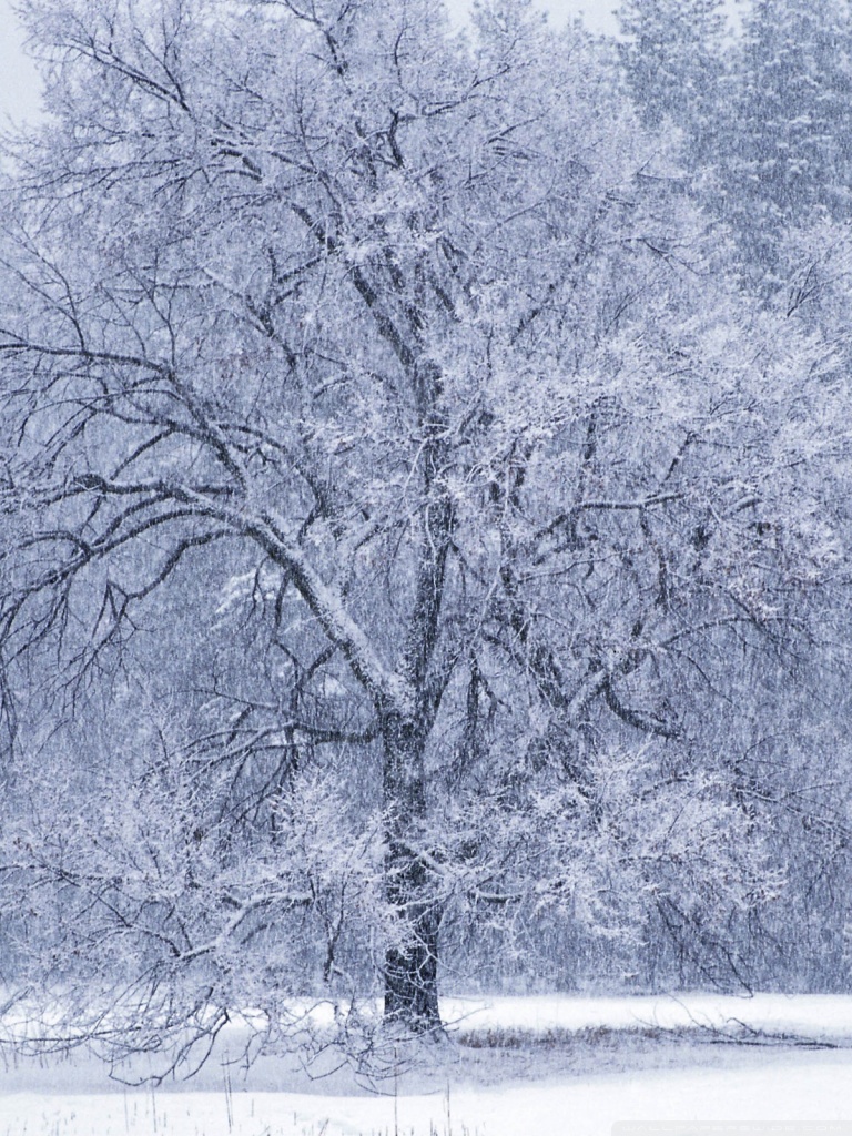 768x1024   Snow Falling Ultra HD Обои для рабочего стола для 4K UHD TV: Планшет: Smartphone