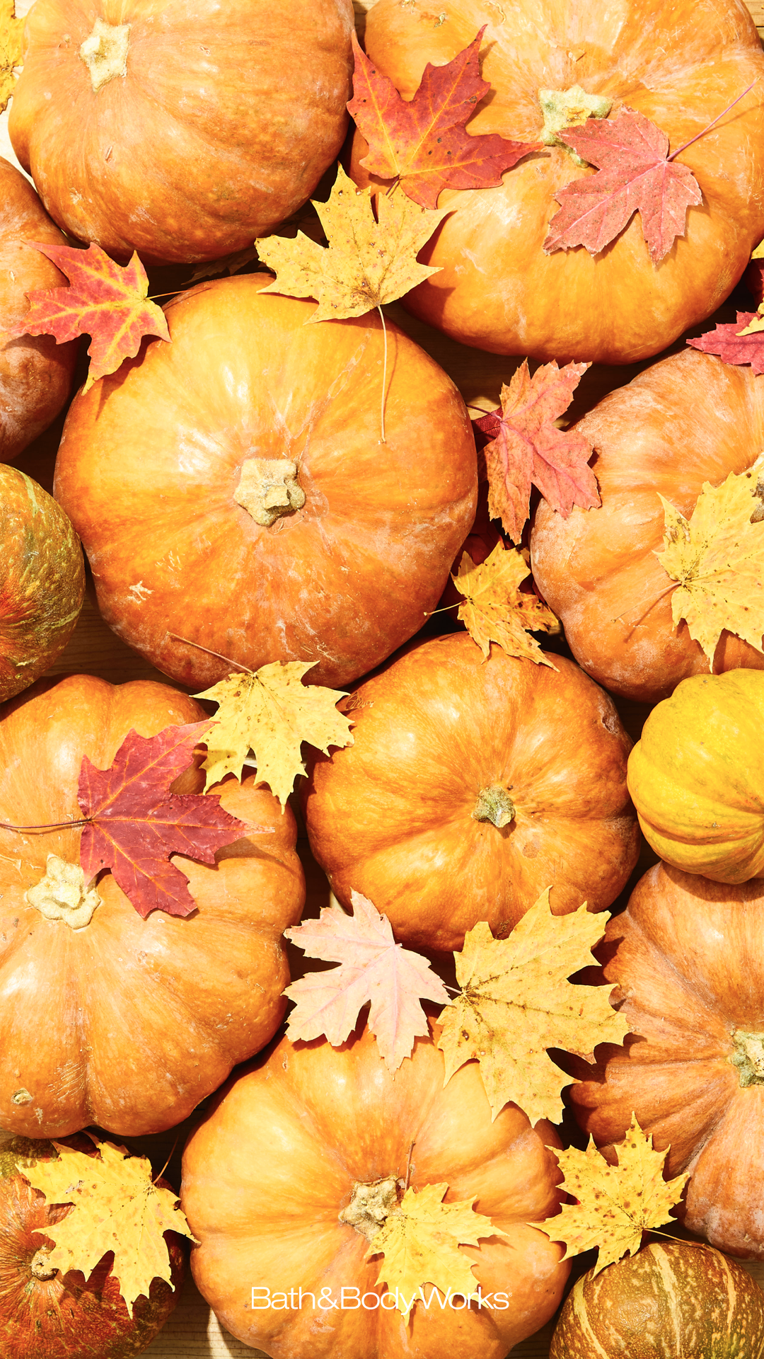 1080x1920  Pumpkin Обои | Тыква обои Iphone обои осень Тыква