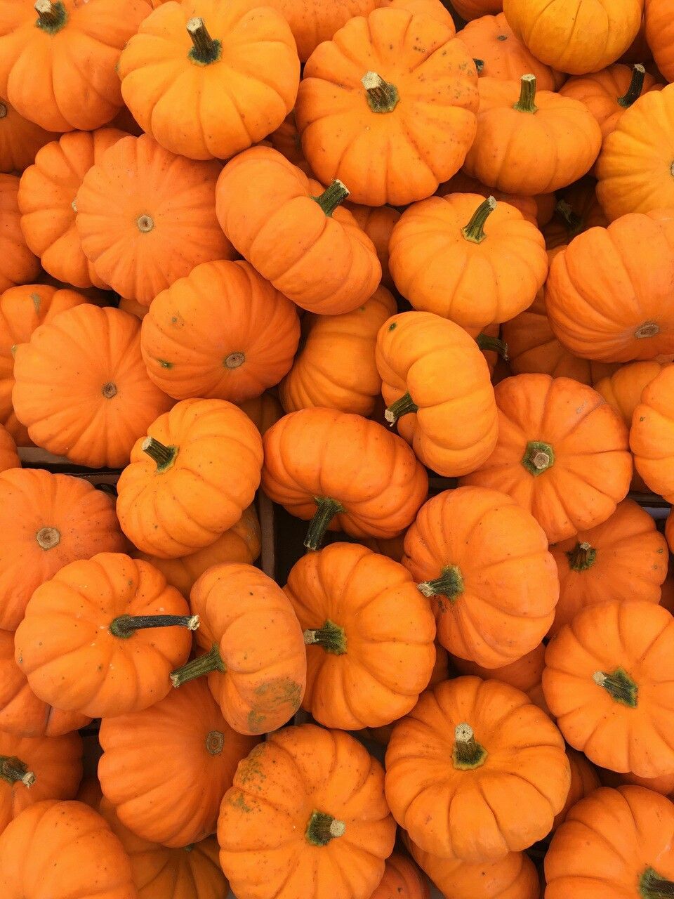 960x1280  Pin на телефонных обоях