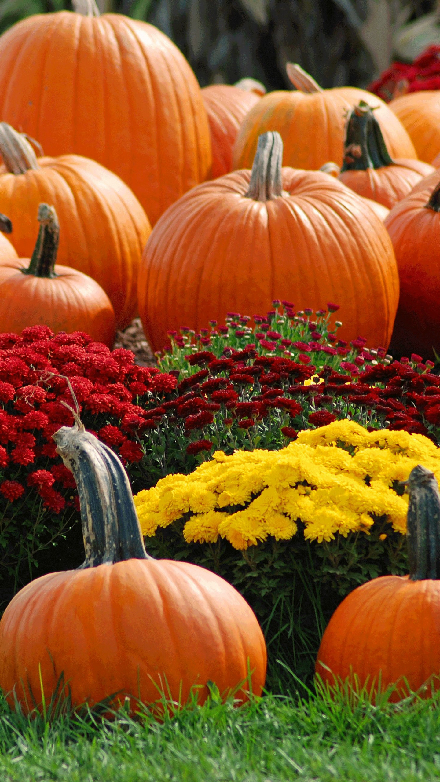 1440x2560   Бесплатно скачать тыквенные обои HD [3872x2592] для рабочего стола Мобильный \ u0026 Tablet | Исследуйте 75+ обои для рабочего стола с тыквами | Бесплатные обои с тыквой Бесплатные обои для рабочего стола Halloween Pumpkin Wallpaper