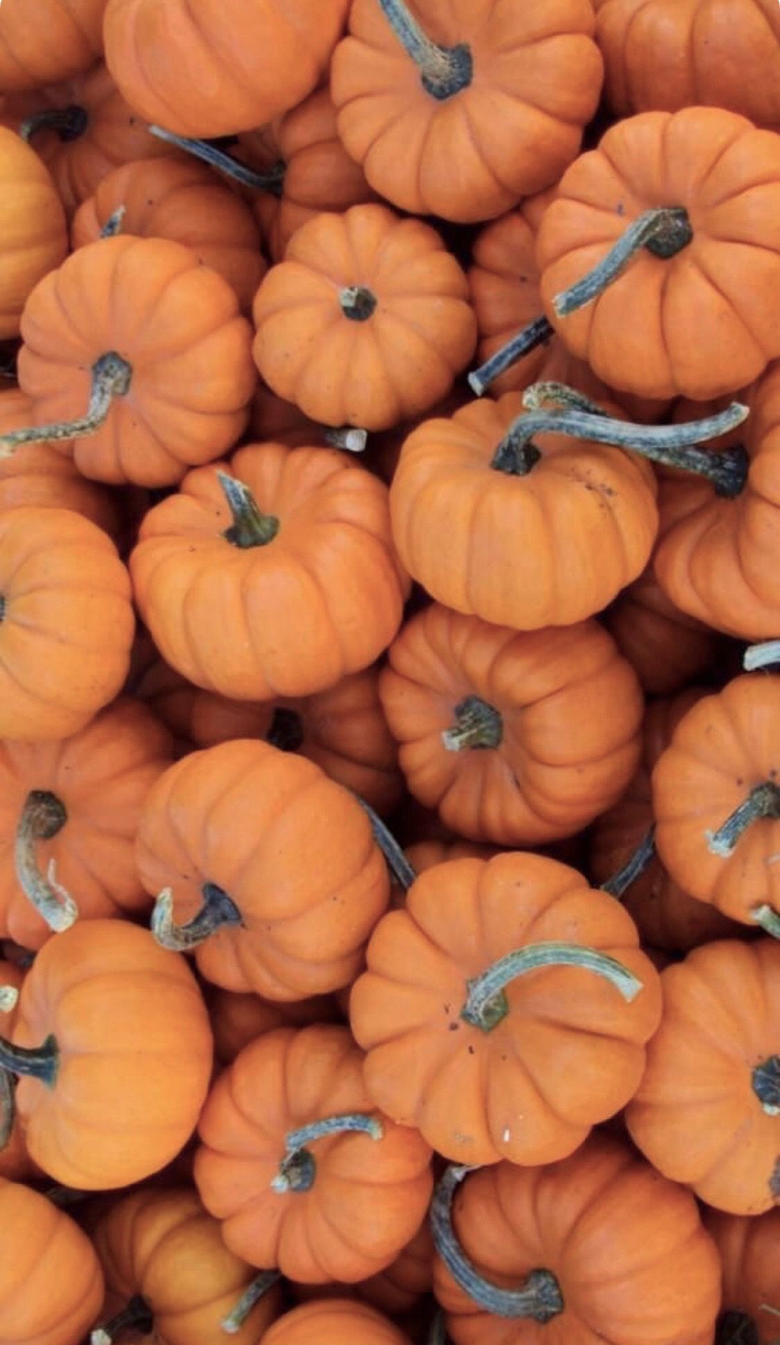 1125x1940  Pumpkin Fall Wallpaper отправлено Самантой Джонсон