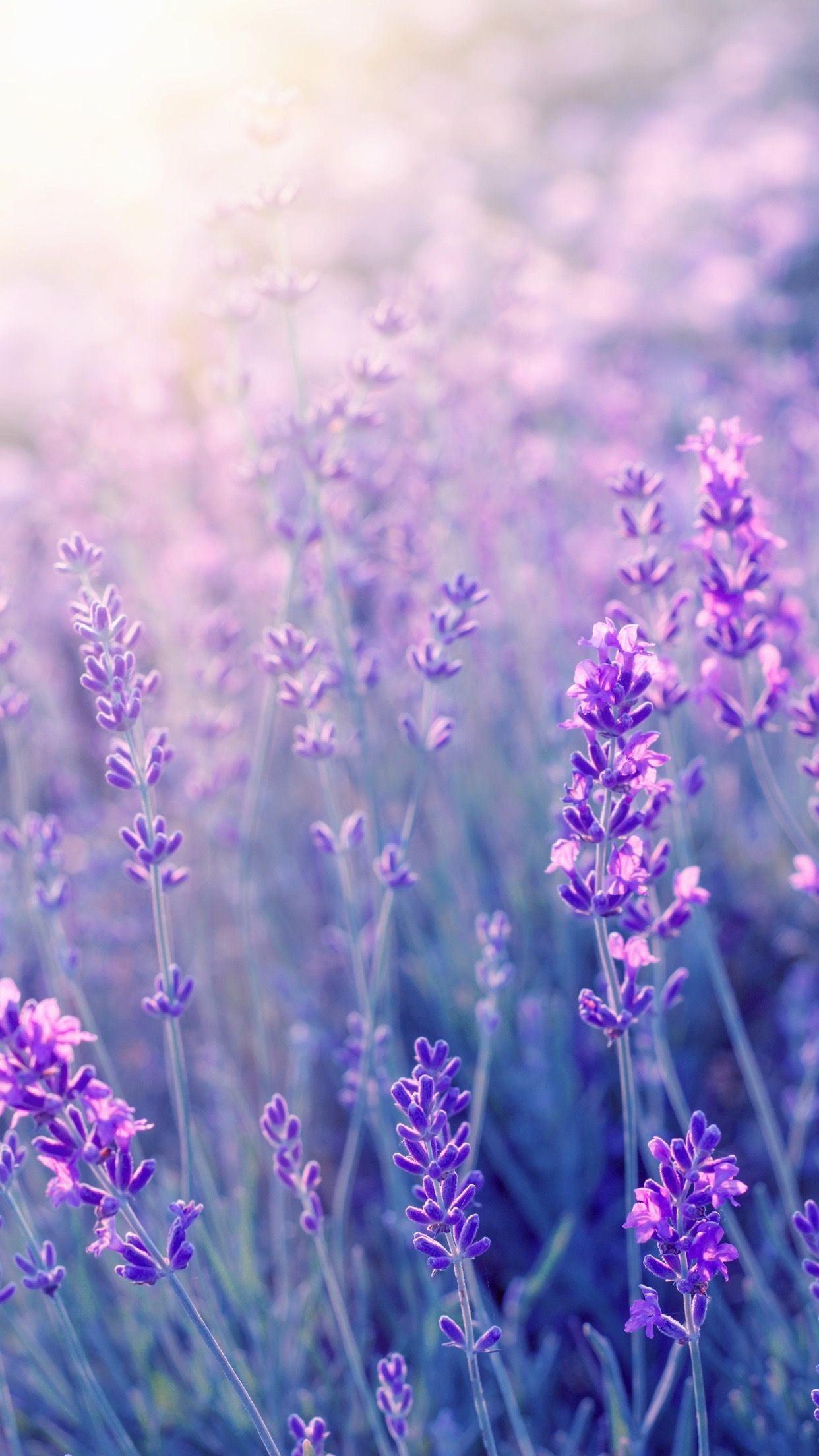 1242x2208 Lavender | Фиолетовые цветы обои Цветы фотография обои Цветы фотография