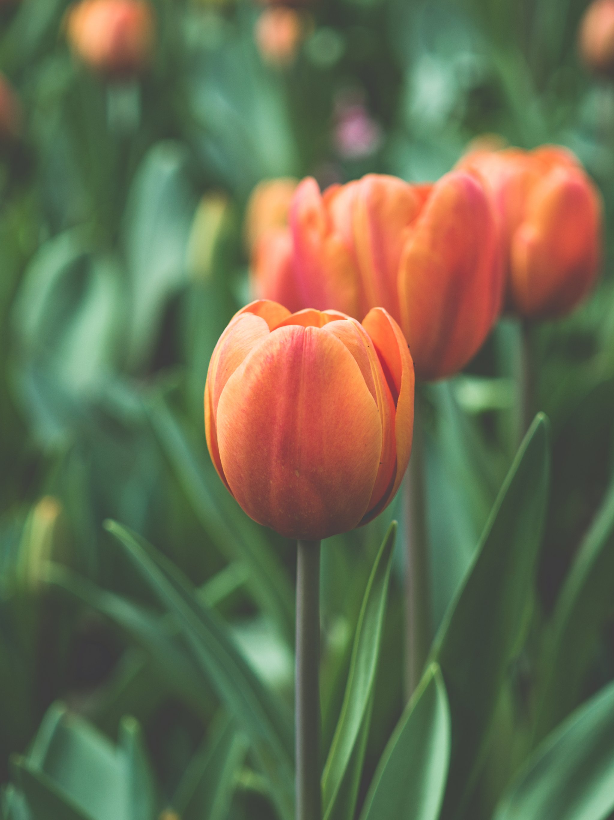 2048x2732 Tulip Bunch Macro iPhone 6 Wallpaper Download | iPhone Wallpapers