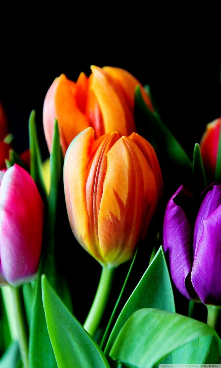 768x1280 Spring Tulips Wallpaper - iPhone 