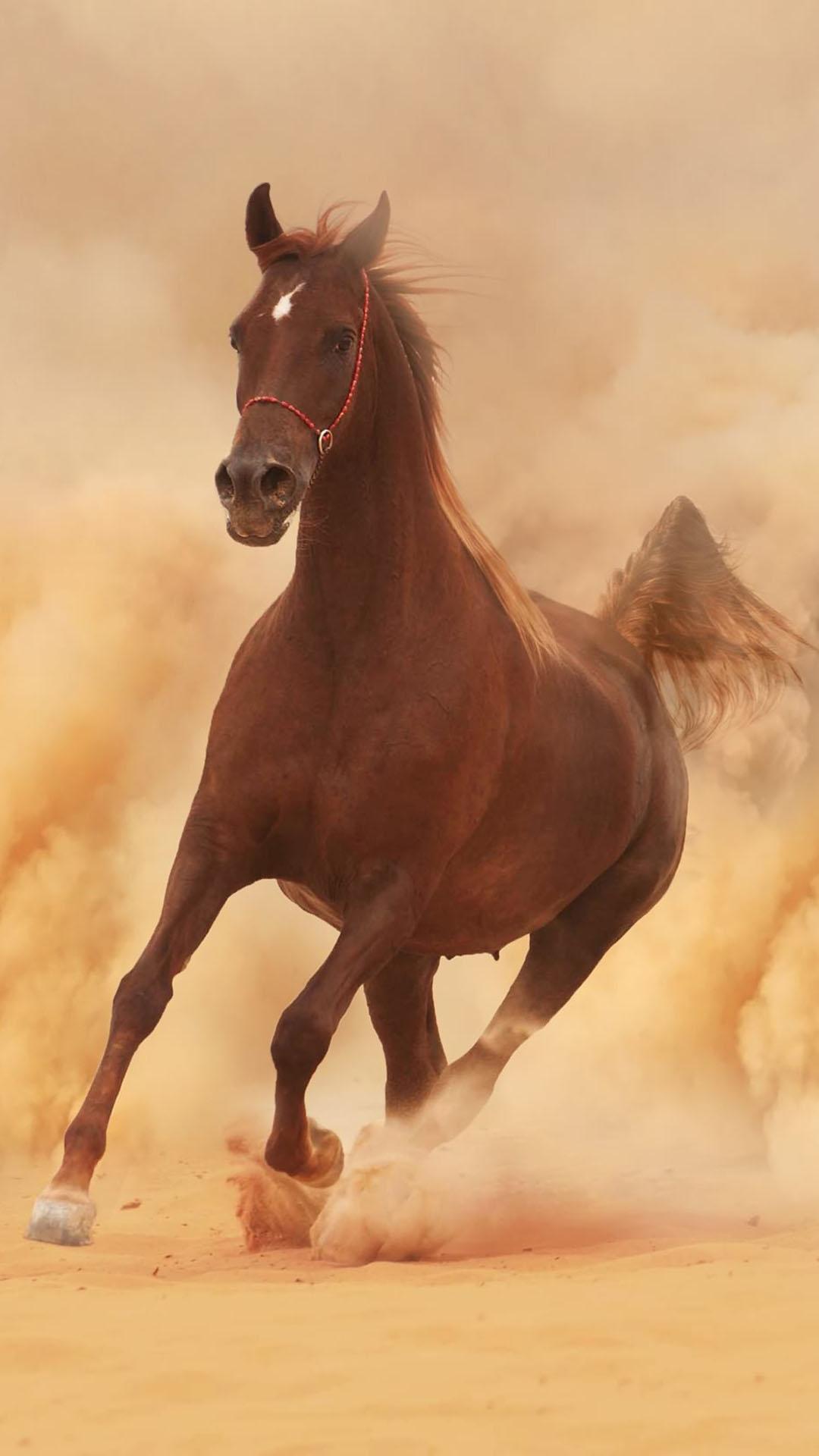 Арабская лошадь скачет