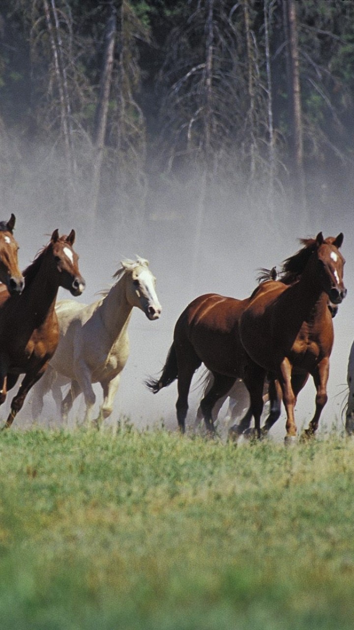 720x1280 Seven Running Horses HD Wallpaper 720x1280 - HD Wallpaper - Wallpaper s.net «