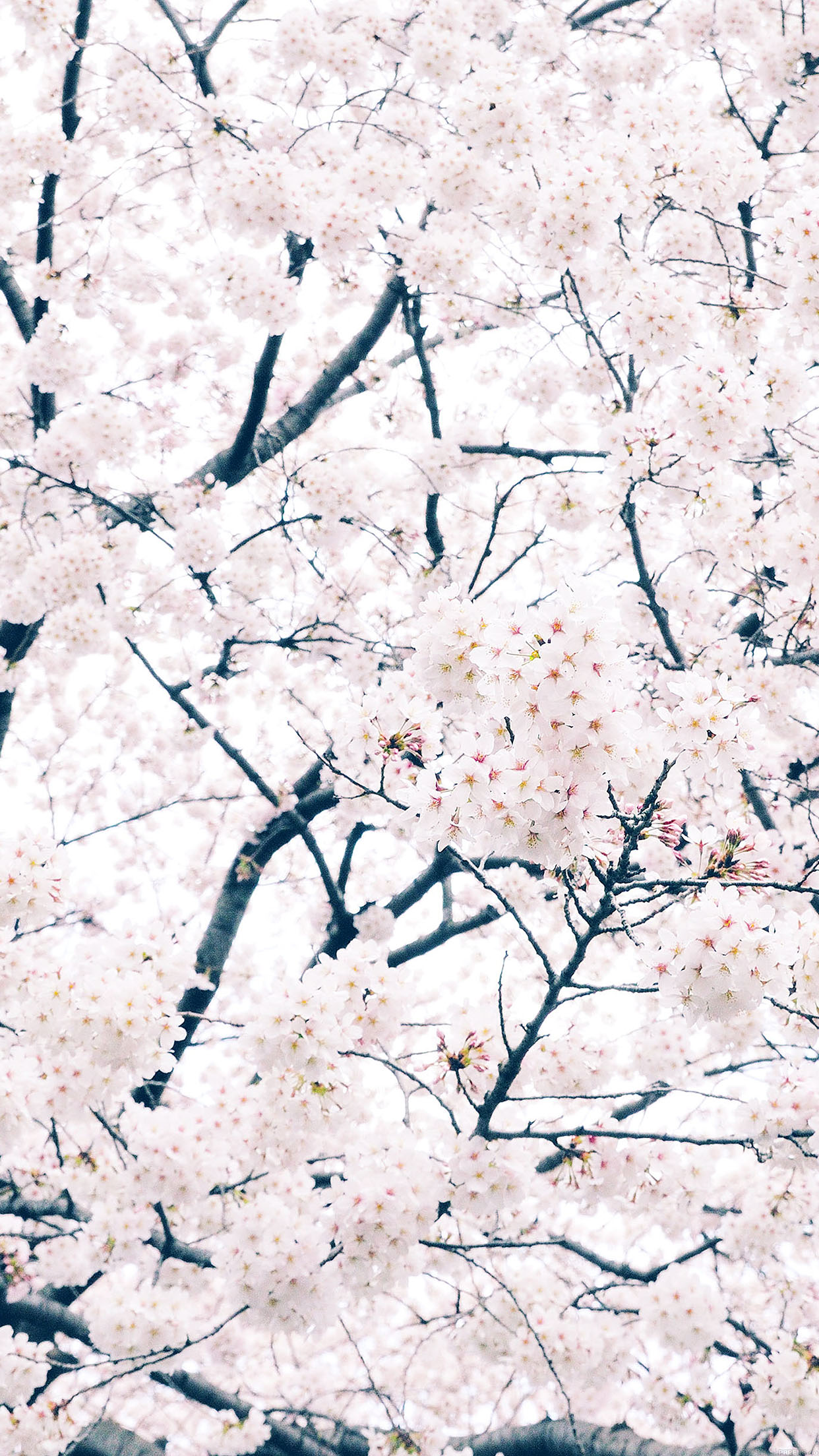 1242x2208 140 Sakura Apple / iPhone 7 Plus (1080x1920) Обои - Mobile Abyss 