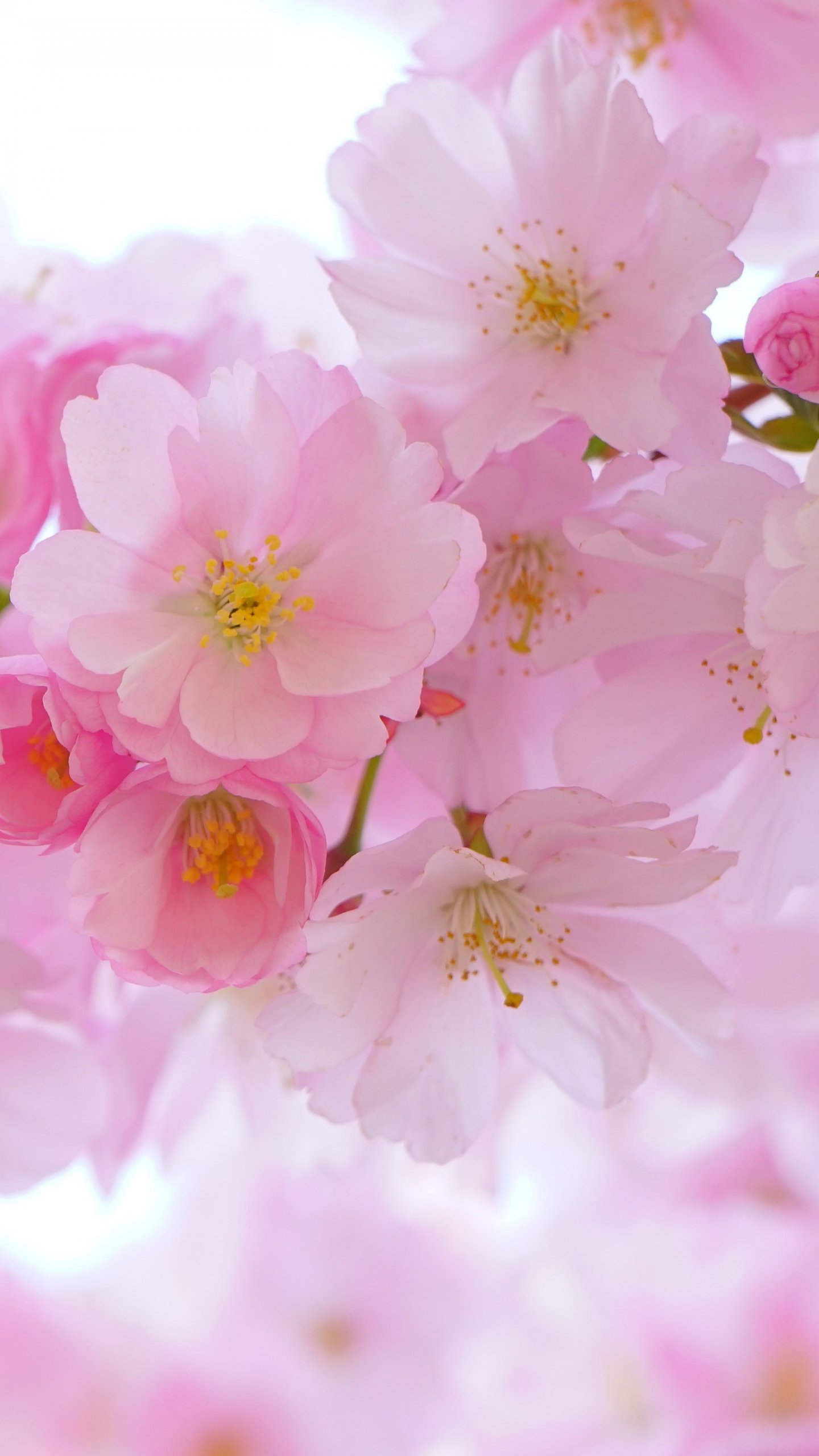 1440x2560 ma64-sakura-cherry-spring-tree-flower-nature - Papers.co 