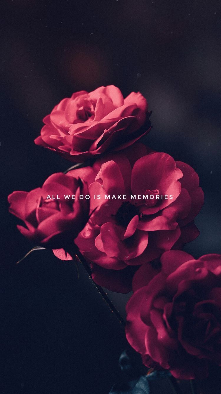 750x1334  Rose Phone Wallpapers - Лучшие бесплатные фоны для телефонов с розами - WallpaperAccess