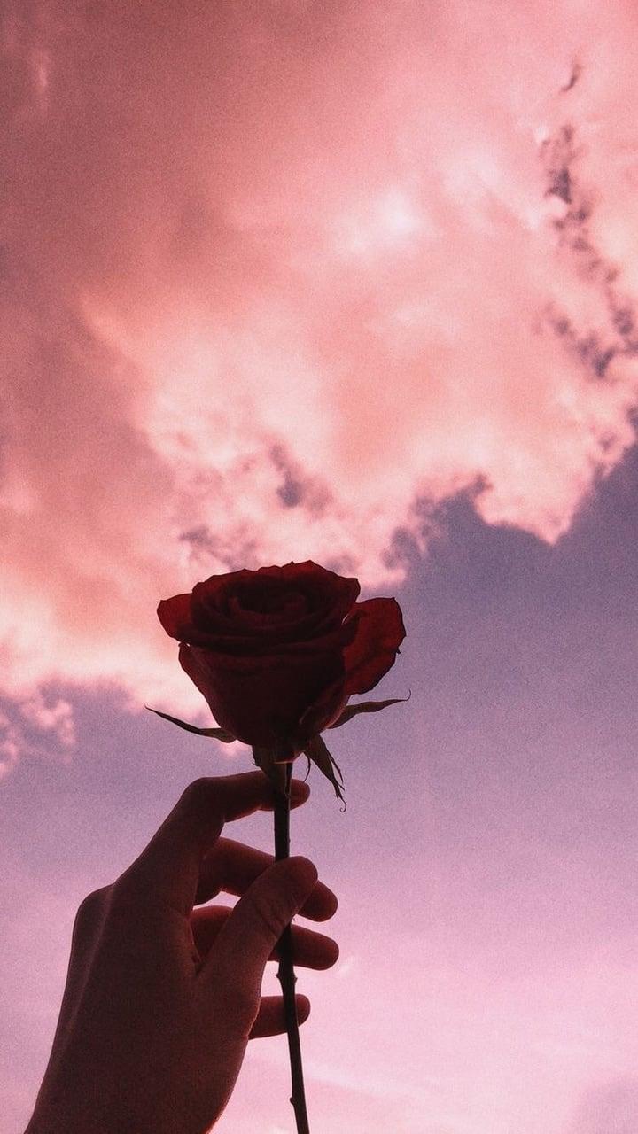 720x1280  Rose Aesthetic Wallpapers - Wallpaper Cave