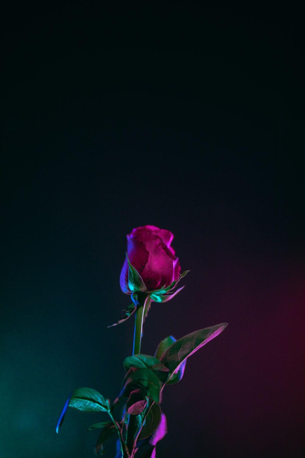 1000x1500  Aesthetic Rose Wallpapers - Обои Cave