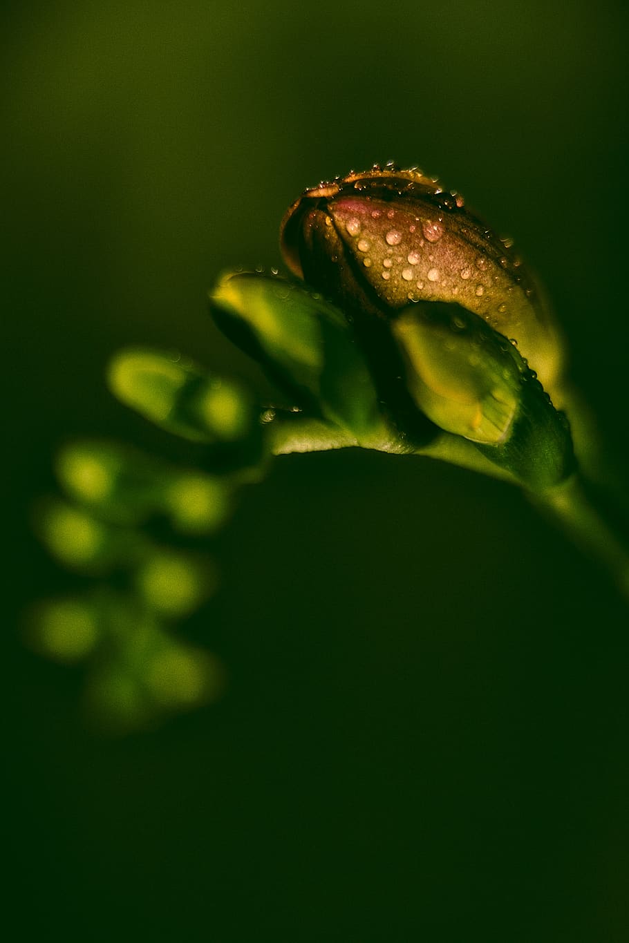 910x1365  HD wallpaper: сиа цветок макро растение природа лето цветы капает флора | Обои Flare