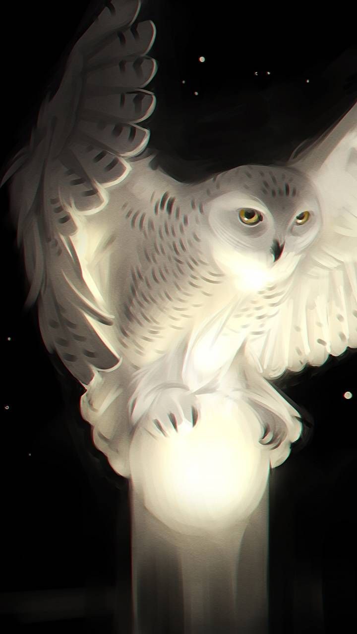 720x1280  White #owl Телефон Обои | Сова обои Сова картинки Сова картинки