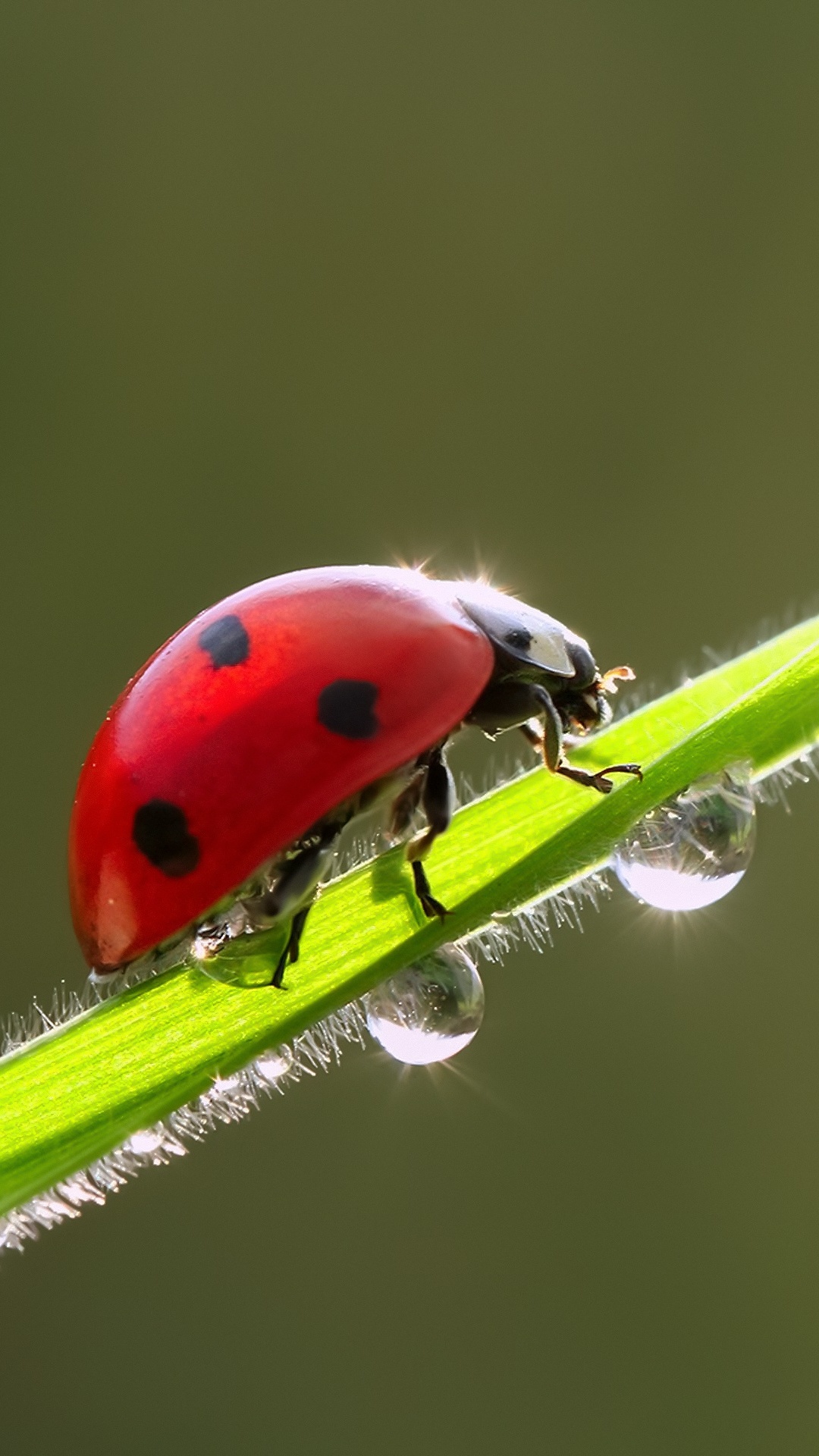 1080x1920  Image Coccinellidae Drops крупным планом Животные 1080x1920
