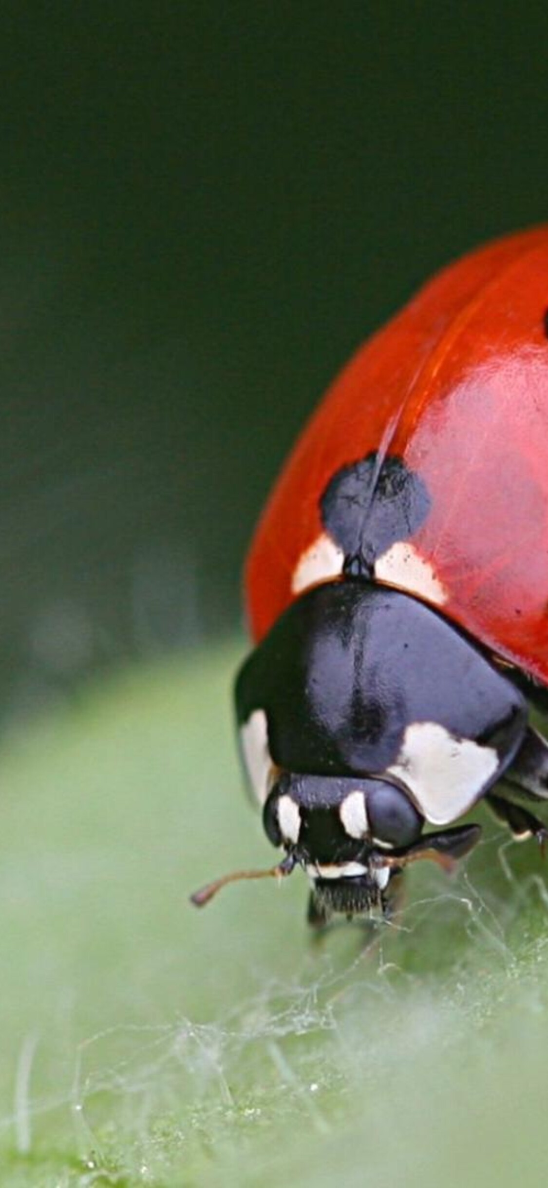 1125x2436   Водяные обои божьей коровки для iPhone 11 Pro Max X 8 7 6 - Скачать бесплатно на 3Wallpapers