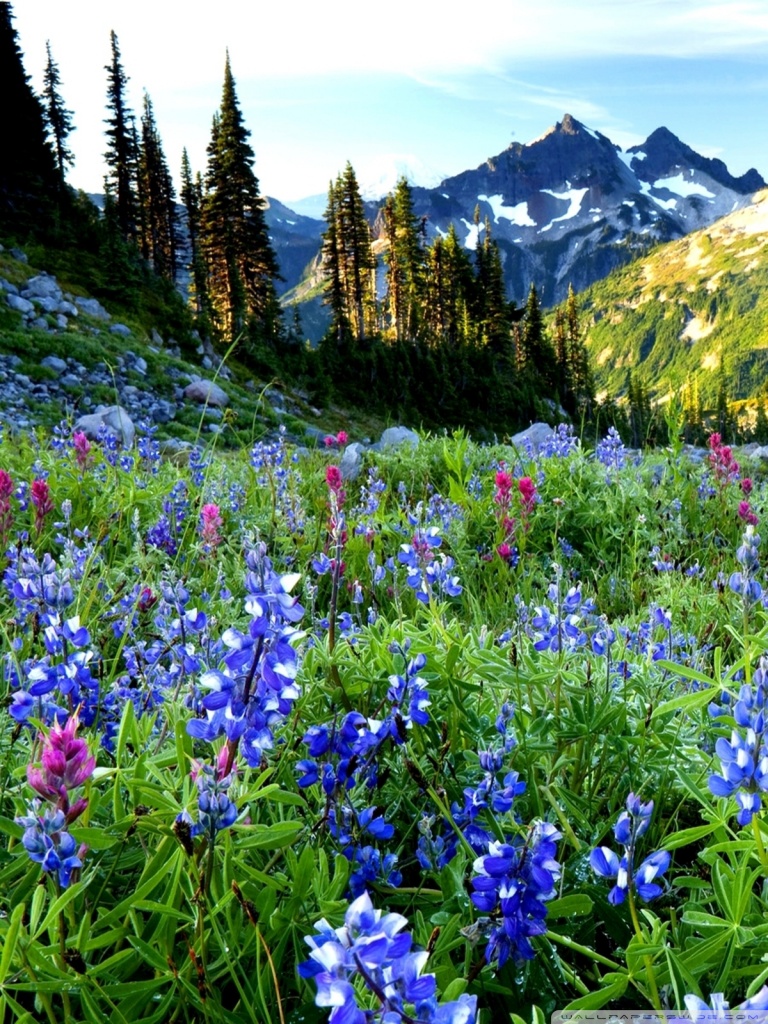 768x1024  Ipad 1/2 / mini - Цветочные обои Hd HD для мобильных устройств (# 10560) - HD обои \ Фоны Загрузить