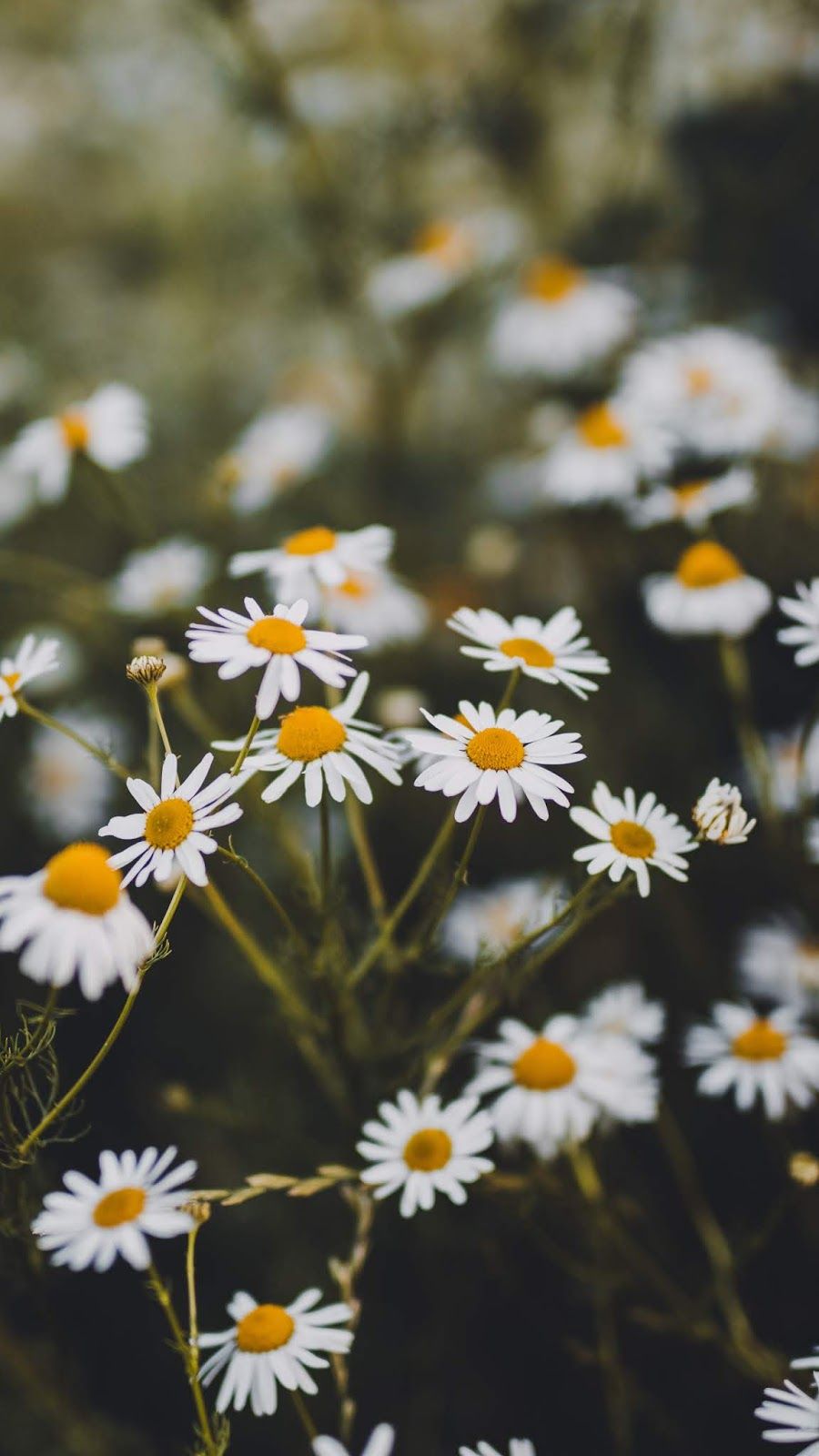 900x1600   Ромашка # обои #iphone #android #background #followme | Подсолнух обои 