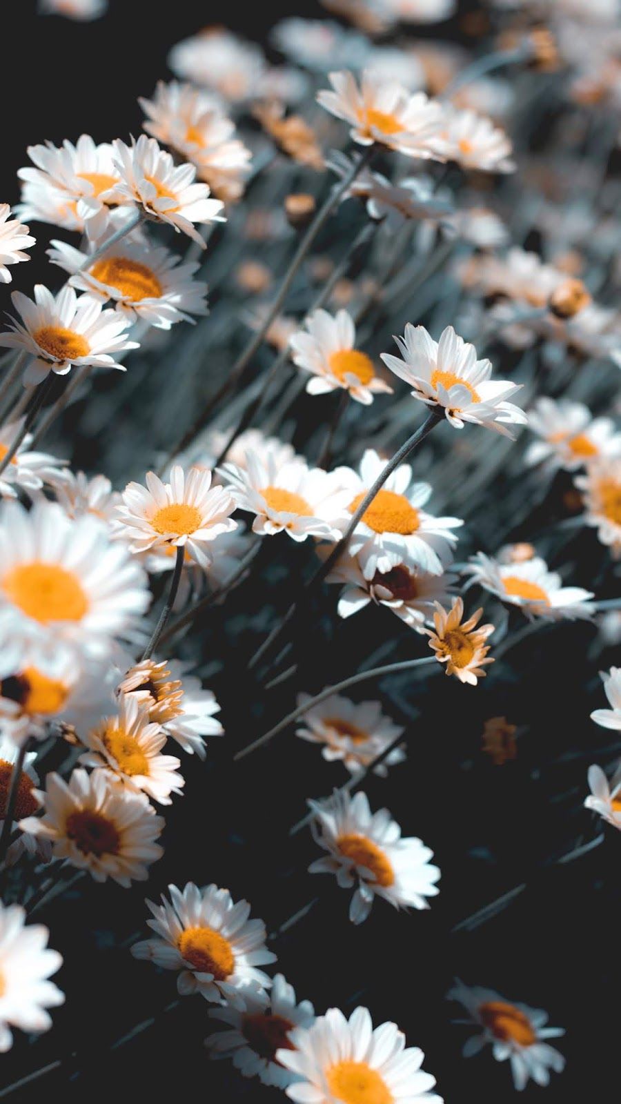 900x1600   Ромашка обои для Android # обои # iPhone #android #background #followme | Android обои 