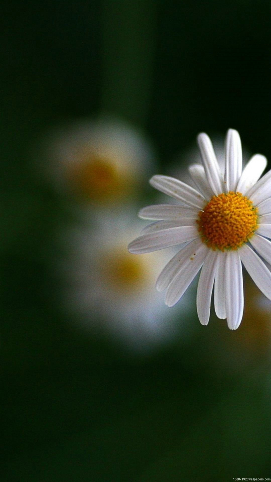1080x1920   1080x1920 Цветы ромашки Обои HD 