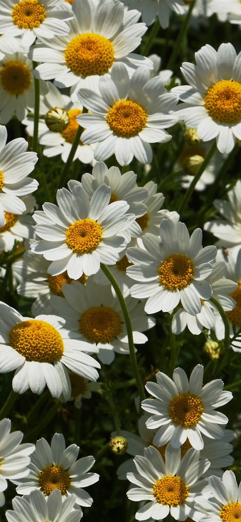 828x1792   Обои Множество белых цветов ромашки 3840x2160 UHD 4K Изображение 