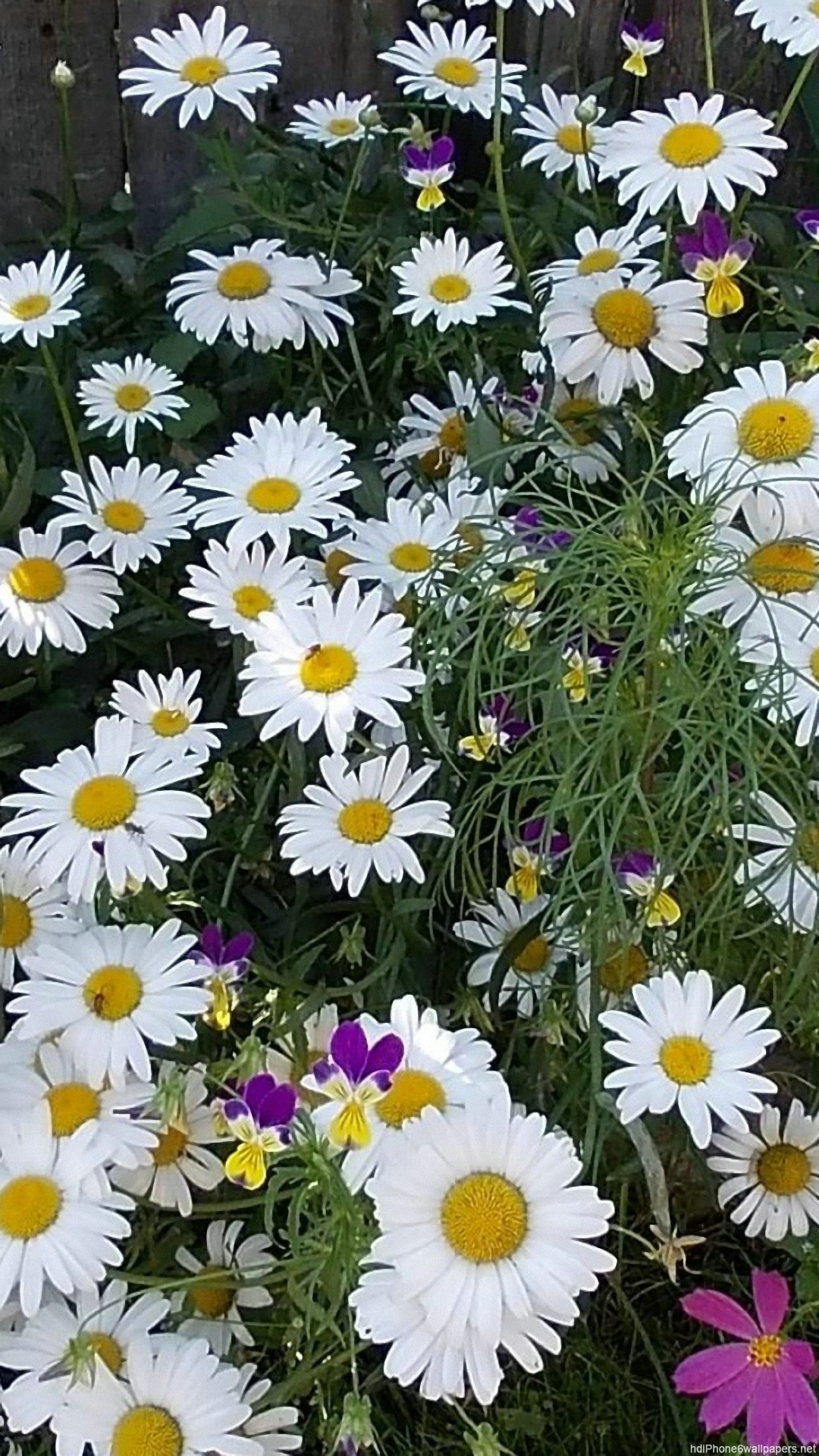 1080x1920   «Лучшие 47+ обои с ромашками на бедрах» | Обои с ромашками 