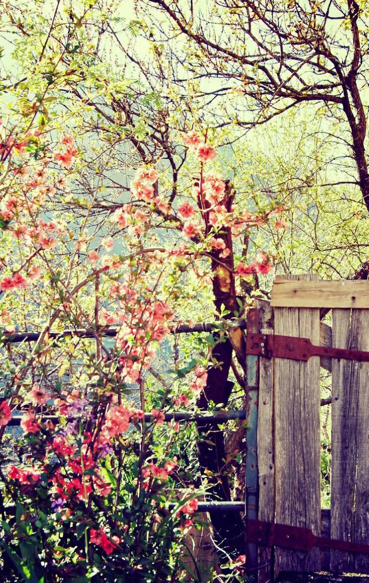 736x1161   Деревенские обои Группа (68 +) 