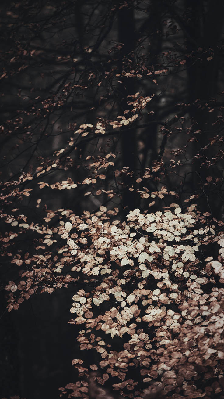 736x1308   40+ бесплатных удивительных осенних обоев, фонов для iPhone