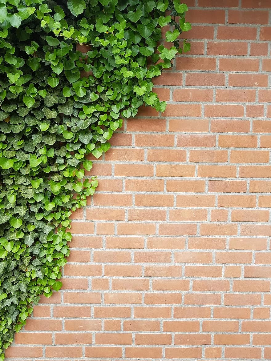 880x1173  background wall ivy clinker bricks out hauswand leaves texture pattern phone wallpaper | Пикист