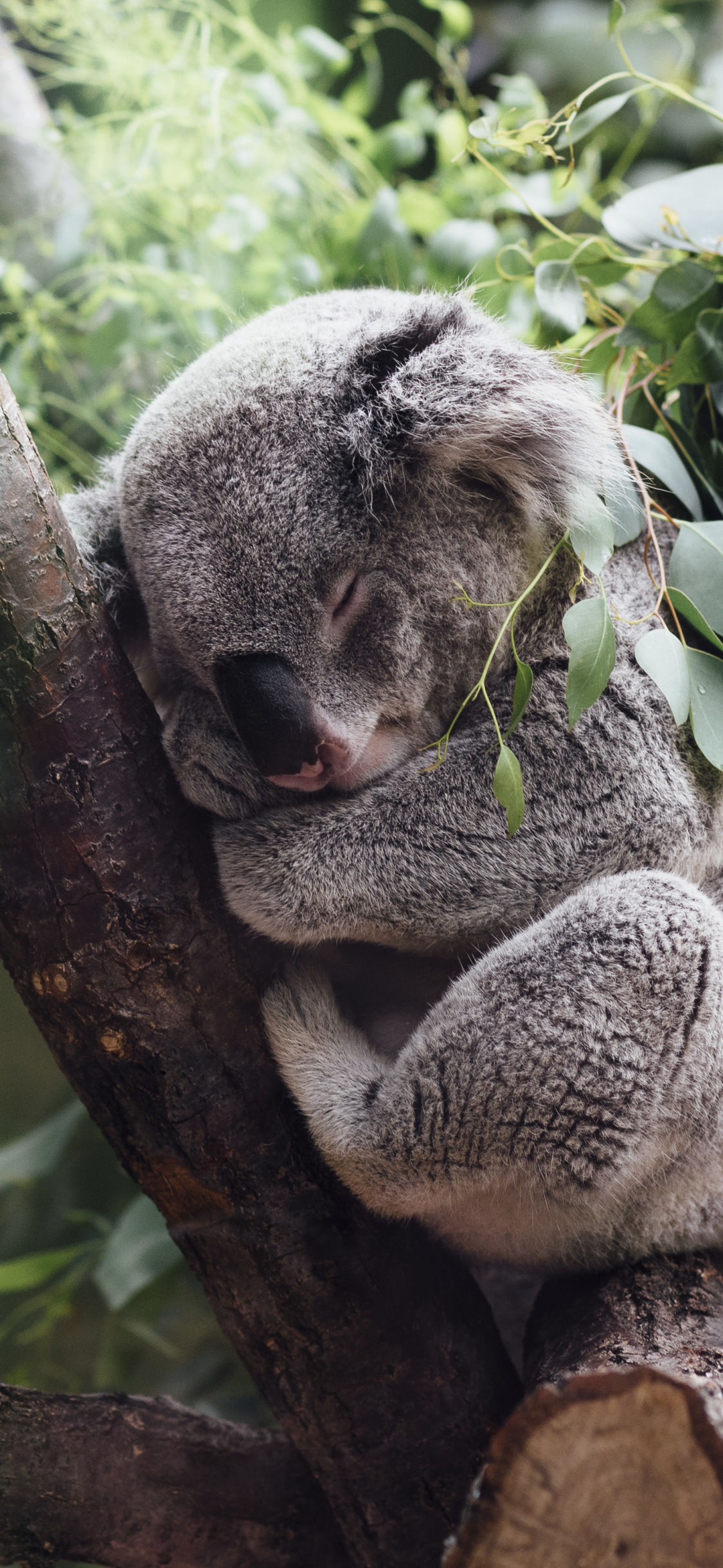 1125x2436 Обои для телефона Koala