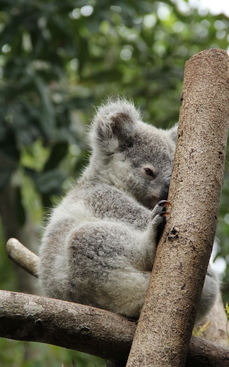 800x1280 Koala iPhone Wallpapers - Лучшие бесплатные фоны Koala для iPhone - WallpaperAccess 