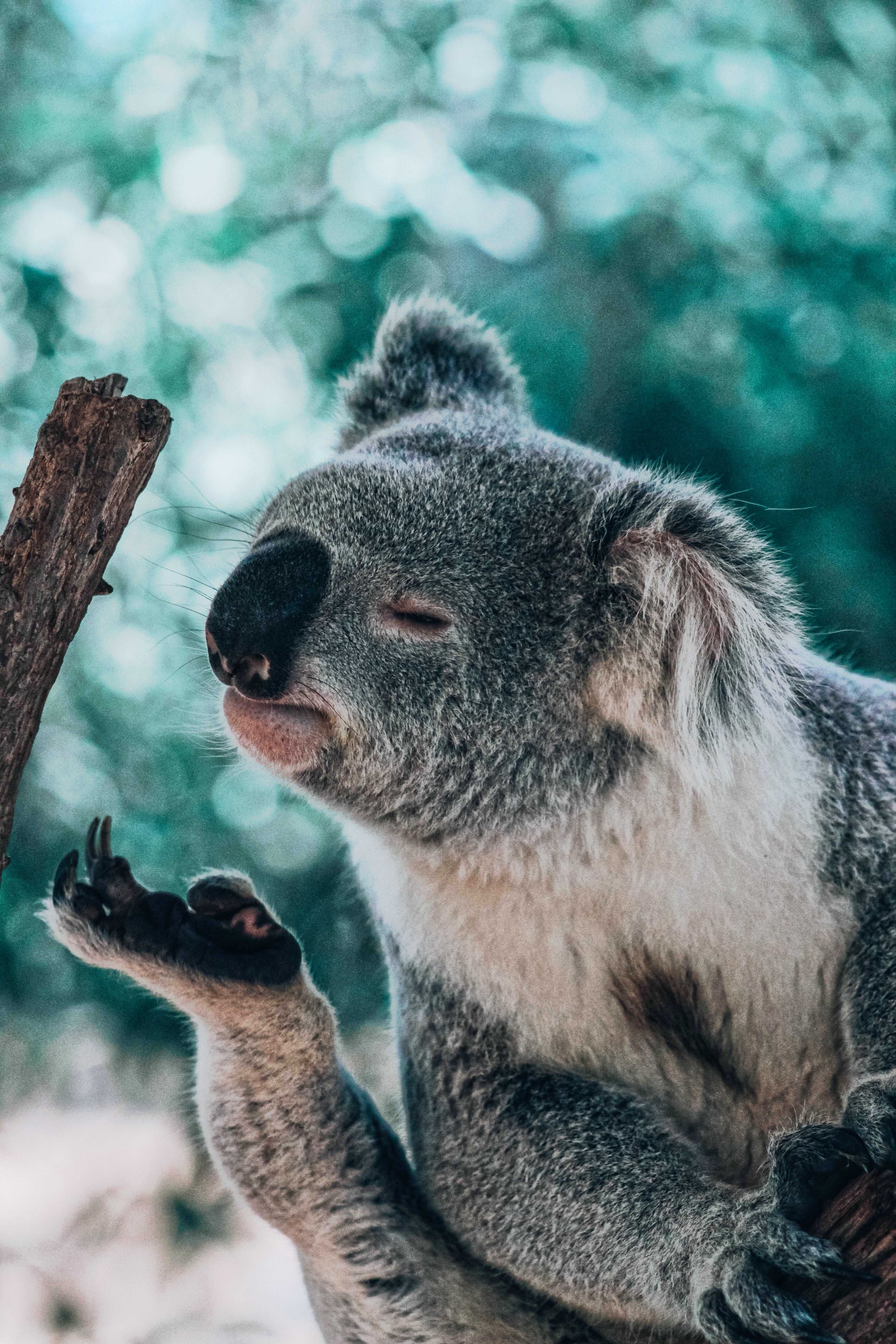 3456x5184 100+ изображений Koala | Скачать бесплатные изображения на Unsplash 