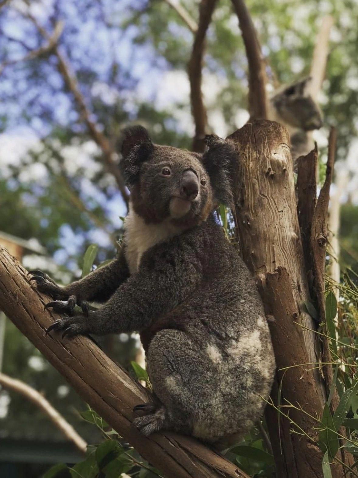 1178x1573 Koala 4K | Коала Медведь коала Животные 