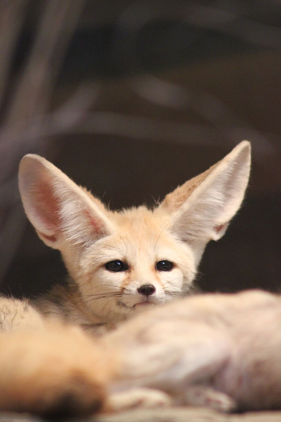 910x1365  Fennec Fox Обои - Лучшие бесплатные фоны Fennec Fox - WallpaperAccess