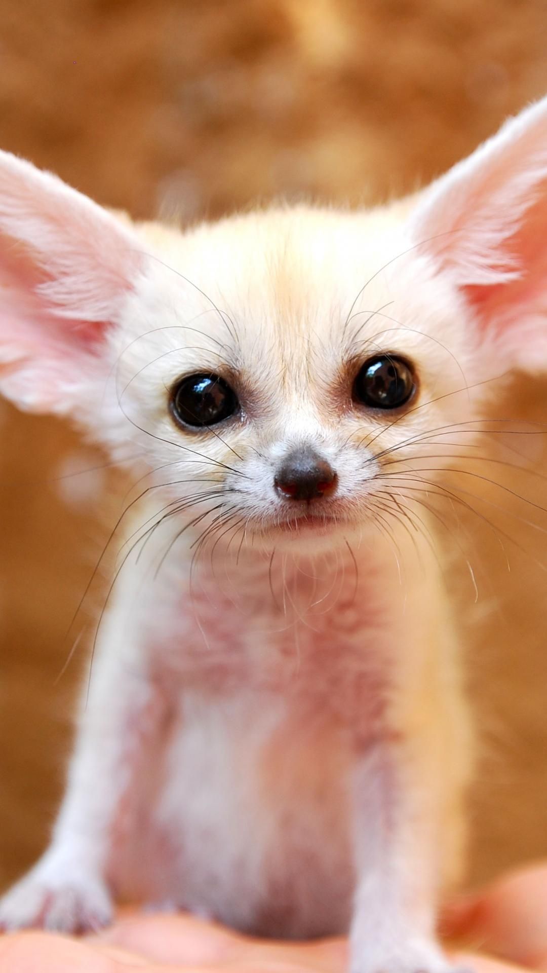 1080x1920  Full Grown Fennec Fox - обои. | Милые животные Милые маленькие щенки Животные